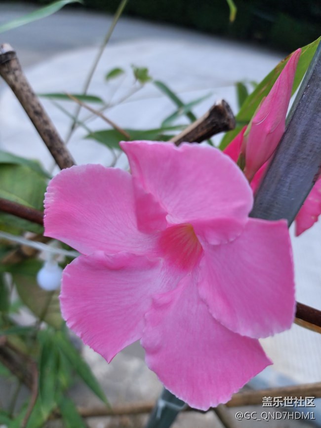 花儿