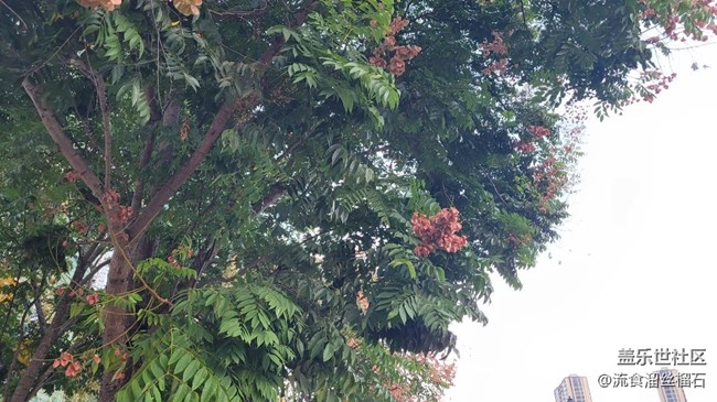 #秋已至——花or果