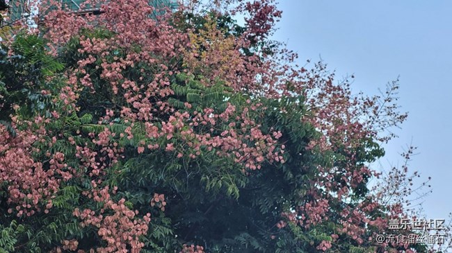 #秋已至——花or果