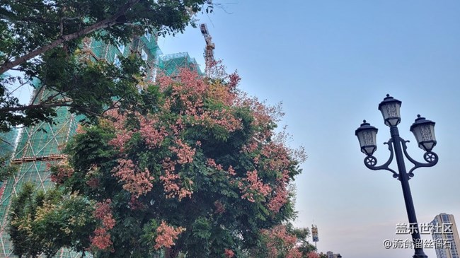 #秋已至——花or果