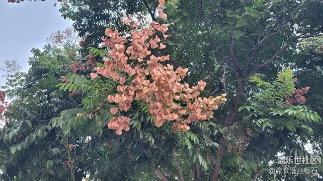 #秋已至——花or果