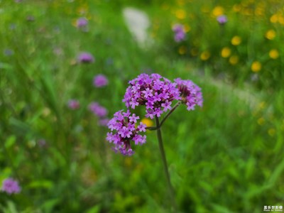 【你眼里的风景】+花儿