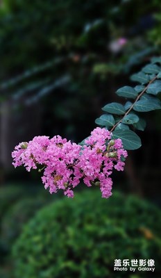 紫薇花