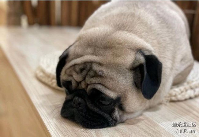 沈阳星部落宠物摄影&十一聚餐活动招募中