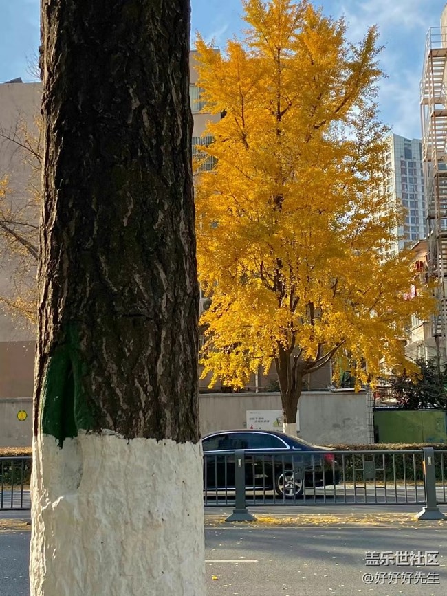 【都市映像】落叶纷飞