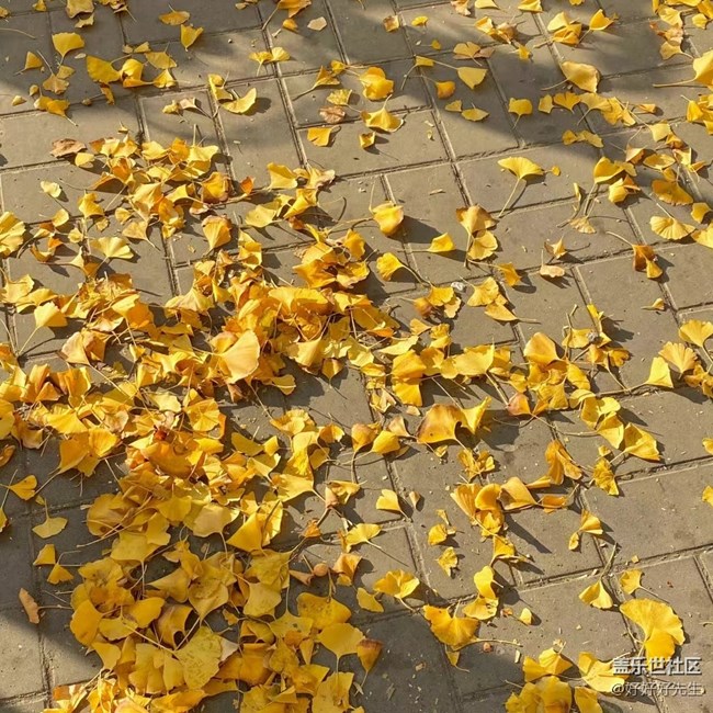 【都市映像】落叶纷飞