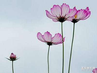 【假日随拍】+ 公园里的格桑花