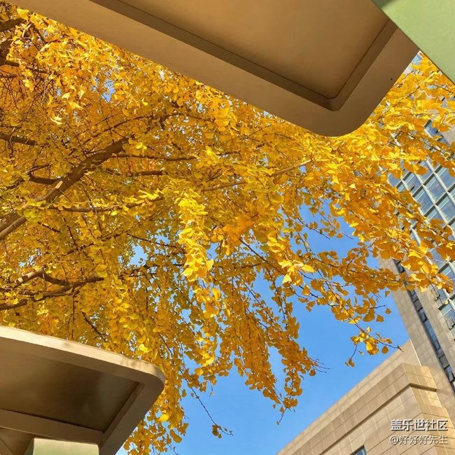 【都市映像】落叶纷飞