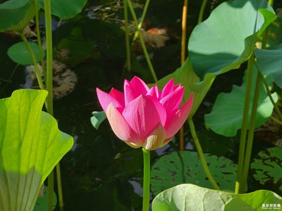 【假日随拍】+一种美