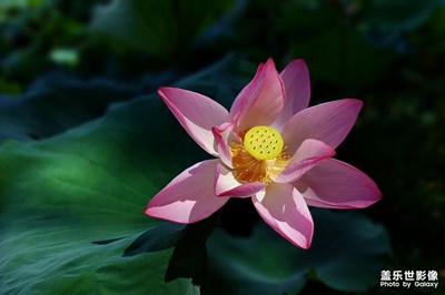 荷花随拍