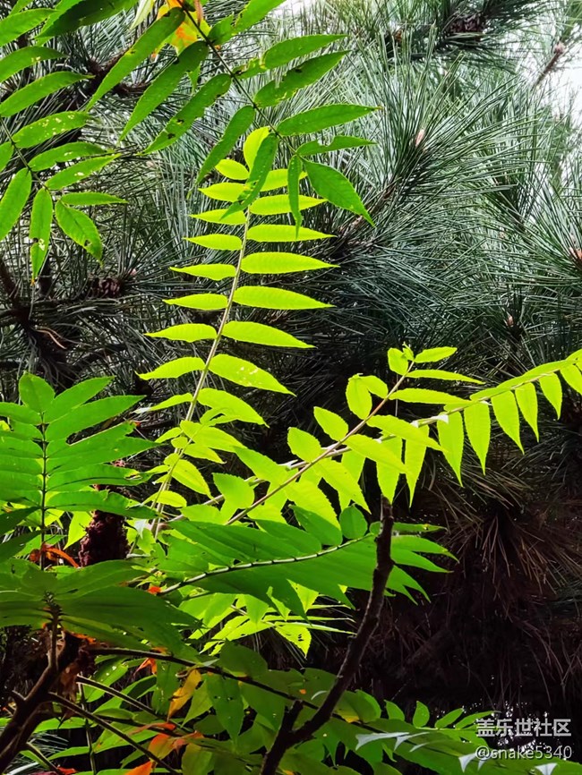 【深秋之时】+ 真的红了