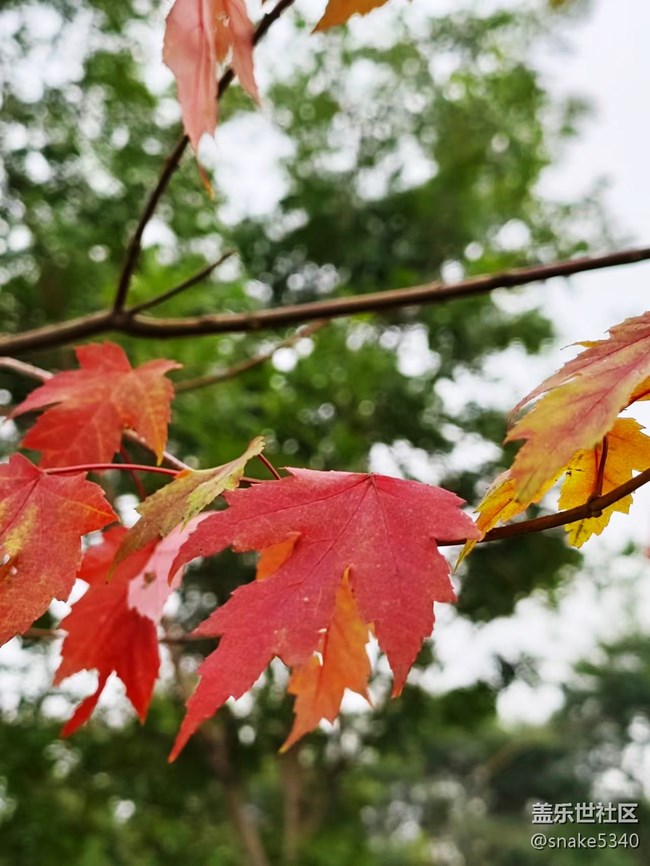 【深秋之时】+ 真的红了