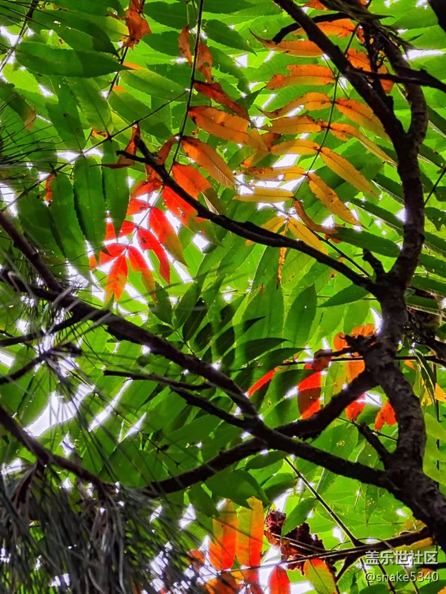 【深秋之时】+ 真的红了