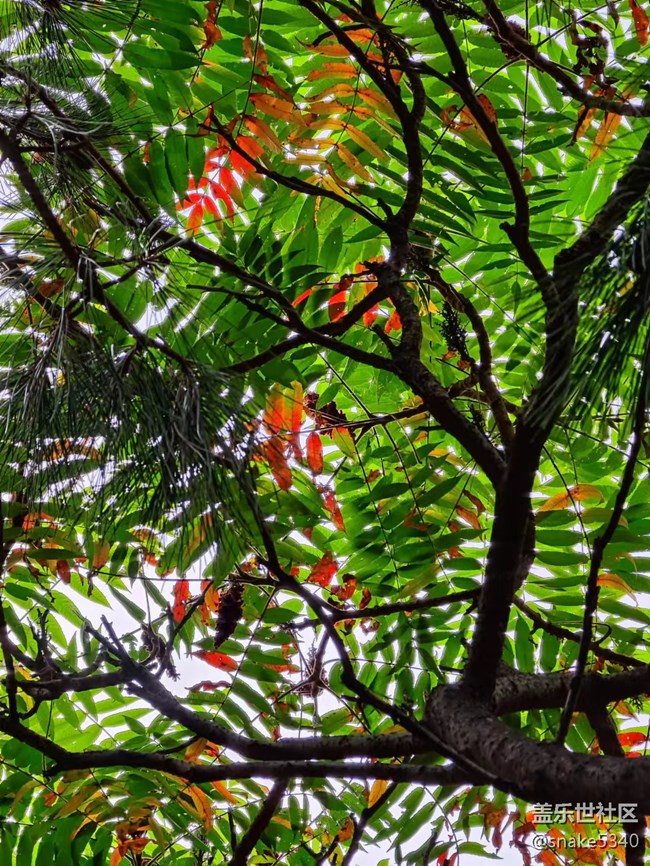 【深秋之时】+ 真的红了