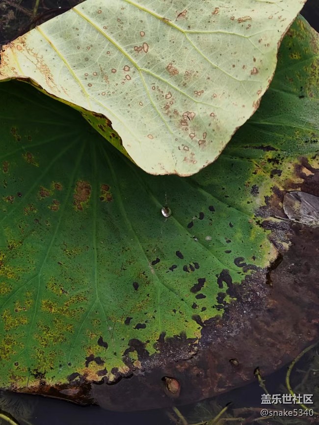 【深秋之时】+ 真的红了