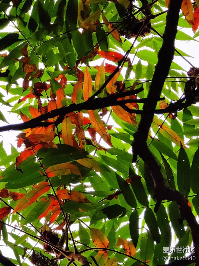 【深秋之时】+ 真的红了