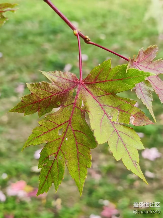 【深秋之时】+ 真的红了