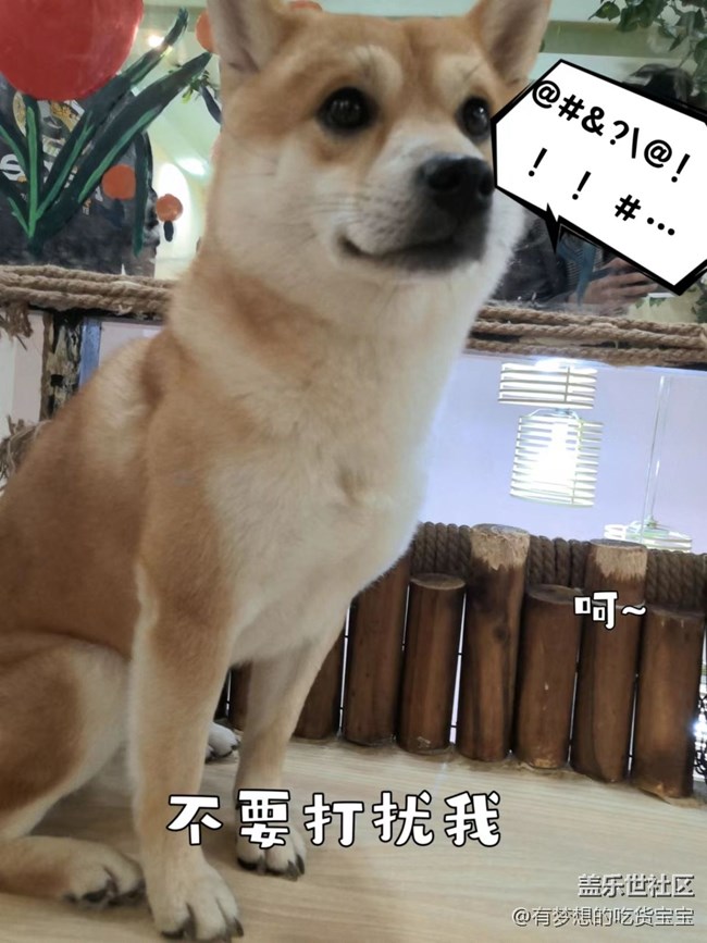 沈阳星部落撸狗摄影&聚餐回顾贴