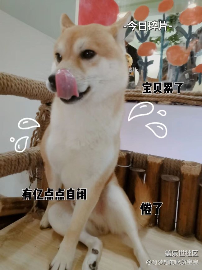 沈阳星部落撸狗摄影&聚餐回顾贴