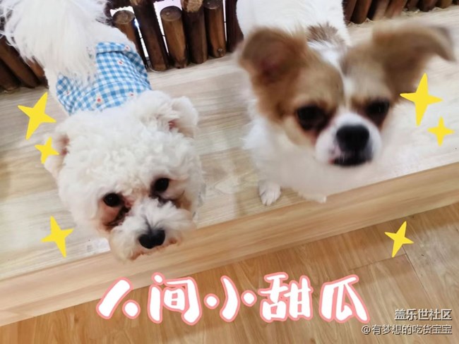 沈阳星部落撸狗摄影&聚餐回顾贴