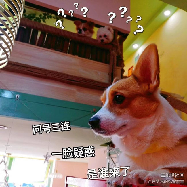 沈阳星部落撸狗摄影&聚餐回顾贴