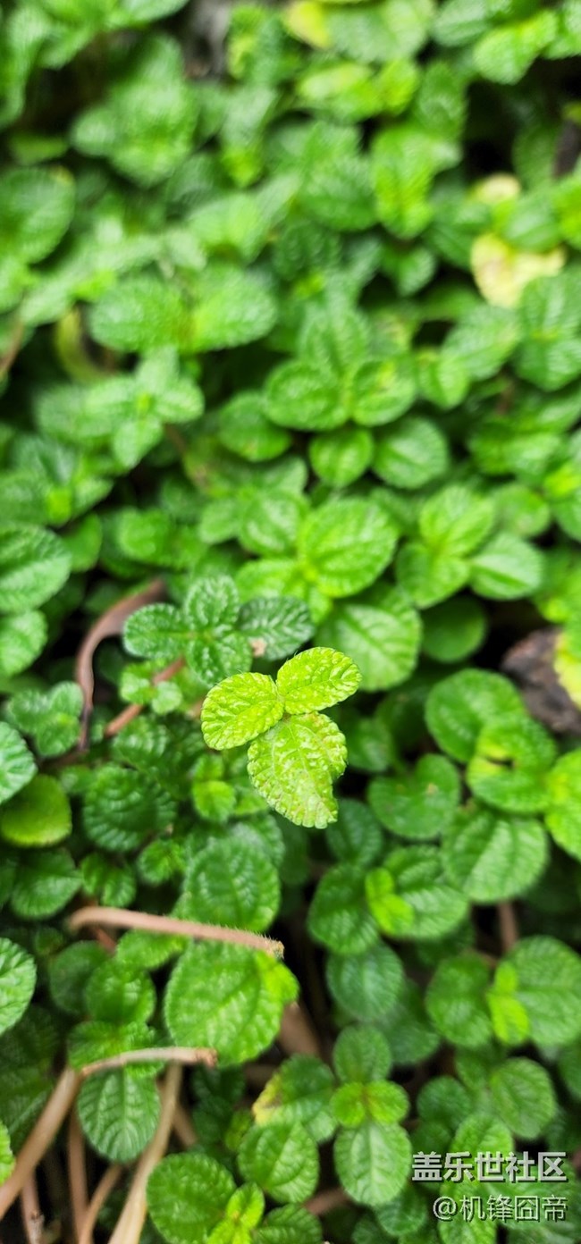 发点S22ULTRA的样张。。。囧