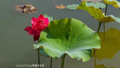 Galaxy S22Ultra   秋荷与园林