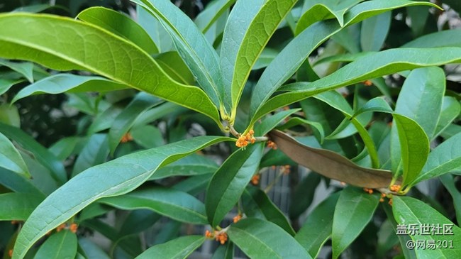 #视角——金桂花开