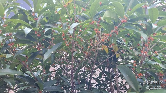 #视角——金桂花开
