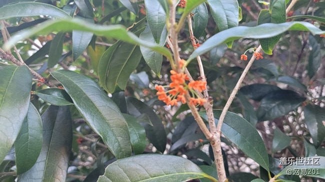 #视角——金桂花开