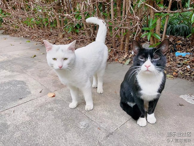 【十月开“星”乐】老家的喵喵