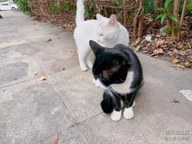 【十月开“星”乐】老家的喵喵