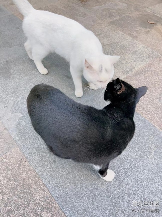 【十月开“星”乐】老家的喵喵