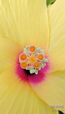 黄色朱槿花