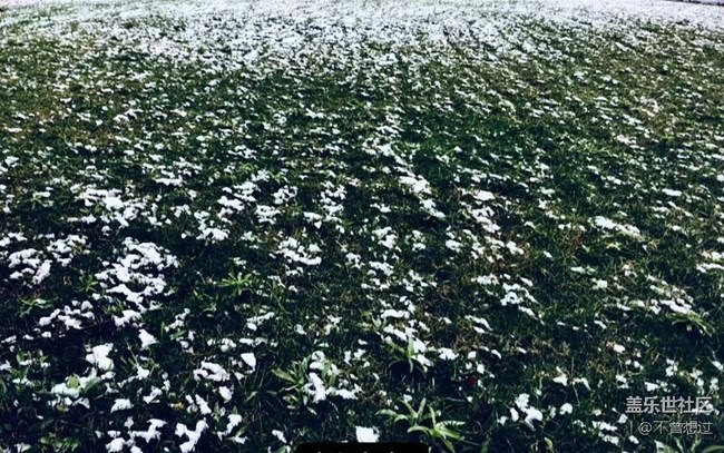【色彩构成】白雪与绿叶