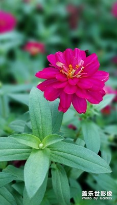 【多彩生活】那些花儿