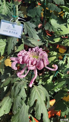 趵突泉43届菊展-1