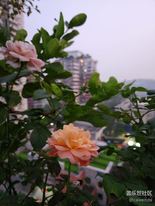 【美之间】长焦真的很好用