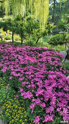趵突泉43届菊展-4