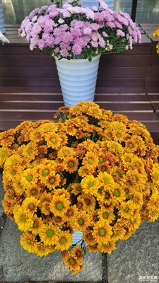 趵突泉43届菊展-3