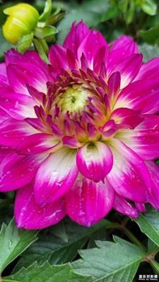 趵突泉43届菊展-7