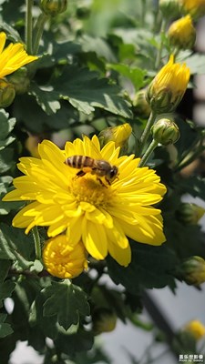 趵突泉43届菊展-9