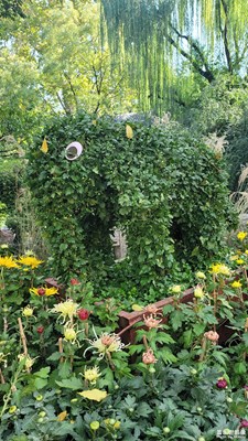 趵突泉43届菊展-8