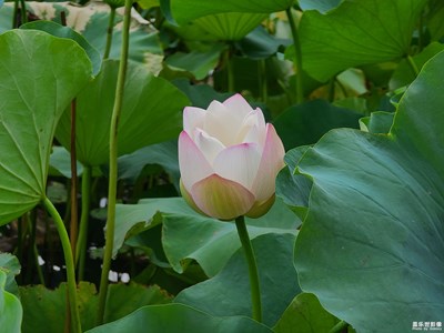 粉红