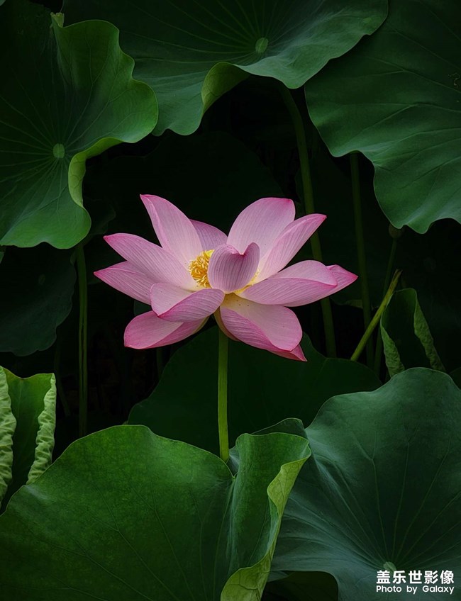 《每周星鲜事》 第125期: