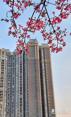 秋花正艳