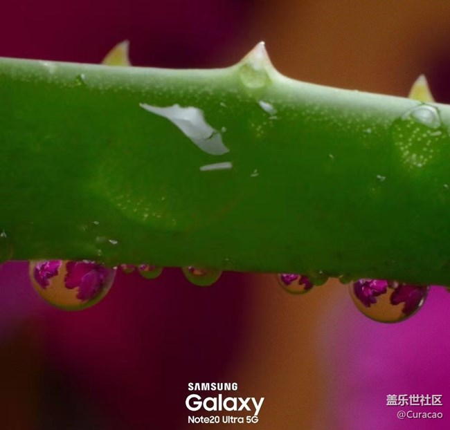 【微距里的景色】雨后的新嫩