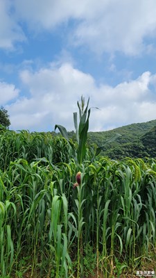 雨后的小山坡