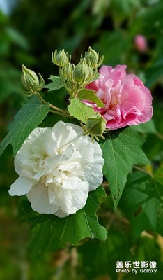木芙蓉