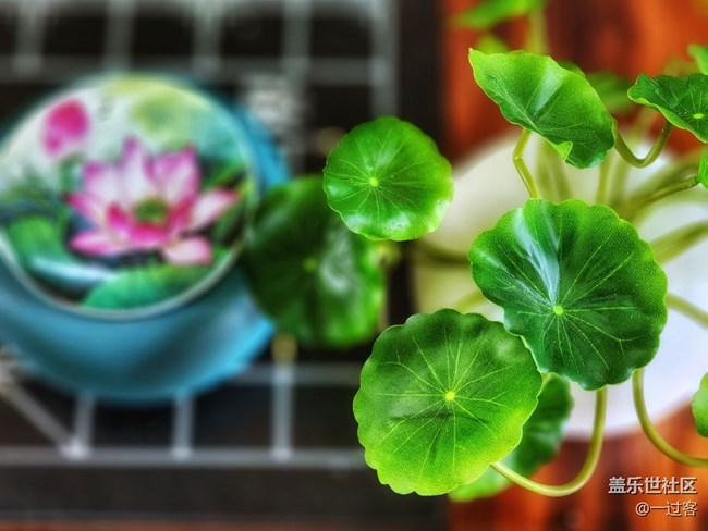 #静物写真——盆栽